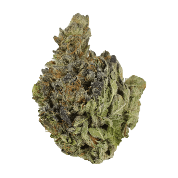 Chocolope | Pacific Green Canada