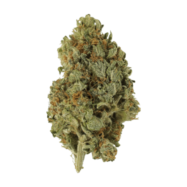 Sugar Cookies | Pacific Green Canada