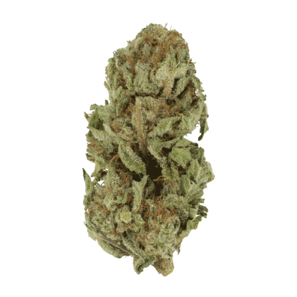 Golden Goat | Pacific Green Canada