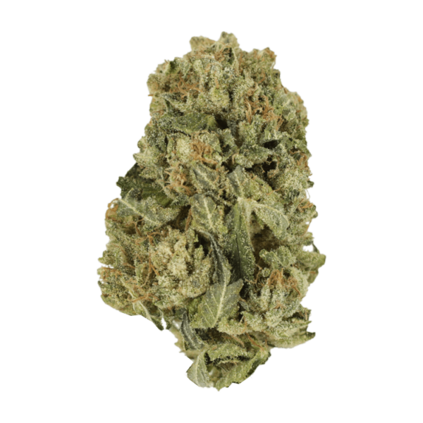 Black Domina | Pacific Green Canada