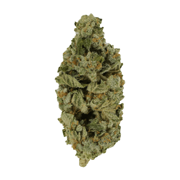 Crazy Glue | Pacific Green Canada