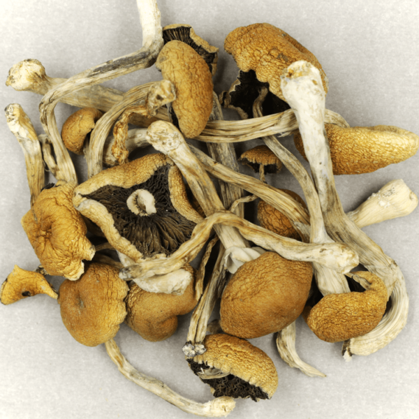 Cambodian Psilocybe Cubensis | Pacific Green Canada