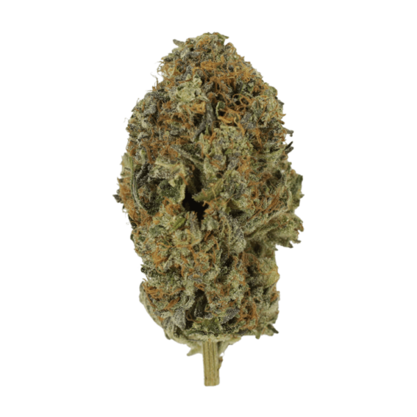 Acapulco Gold | Pacific Green Canada