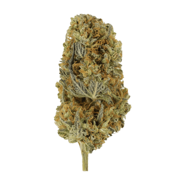 Headband | Pacific Green Canada