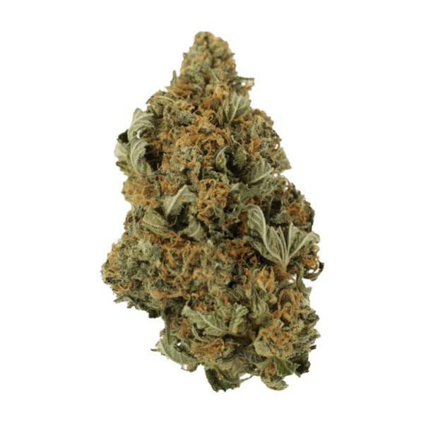 God’s Bubba | Pacific Green Canada