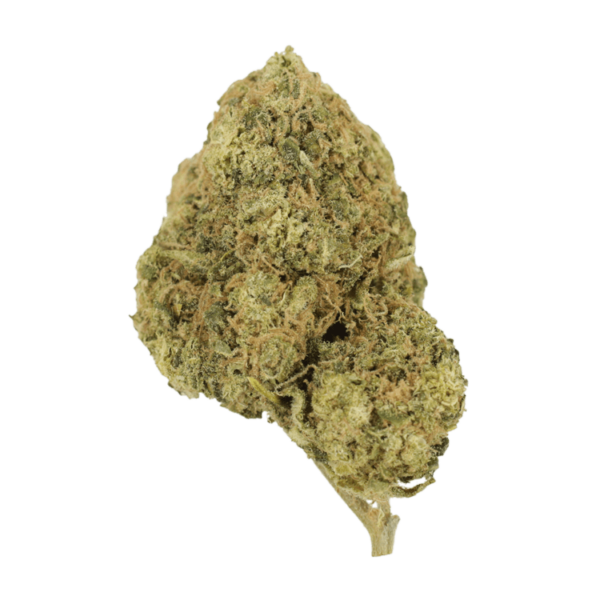 Laughing Buddha | Pacific Green Canada