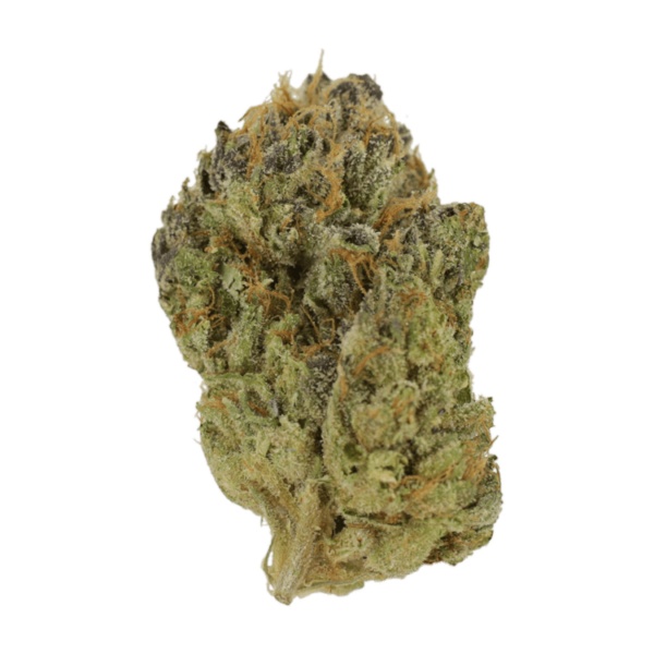 Blueberry Muffin | Pacific Green Canada