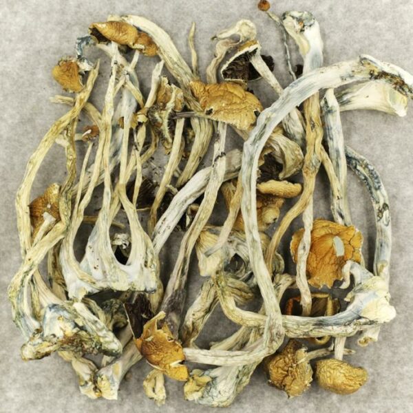 Amazonian Cubensis | Pacific Green Canada